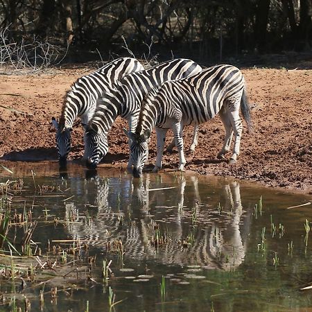 Bushbaby Lodge & Camping フルフルウェ エクステリア 写真