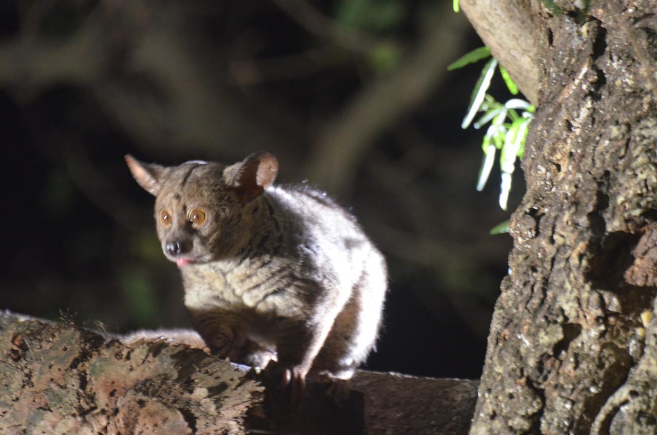 Bushbaby Lodge & Camping フルフルウェ エクステリア 写真